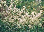 galium mollugo