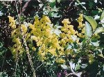 galium verum