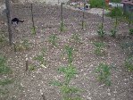 Resize of 21 05 09 008.jpg