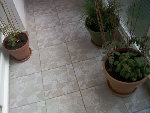 Exposition tomates190509_3.jpg