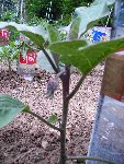 aubergine.JPG