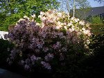 IMGP0983.JPG