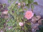 21 mai 2009 037.JPG