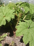 DSC01799.JPG