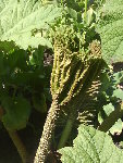 DSC01800.JPG
