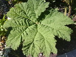 DSC01803.JPG