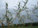 IMG_5224.JPG