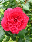 rose.JPG