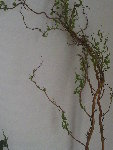 BRANCHES.jpg