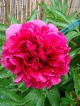 PIVOINE4.JPG
