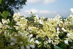 Bonjour,<br />Voici une photo de ces larves blanche,( à l'âge adulte bien sûr) j'en ai plusieurs dizaines dans mon jardin