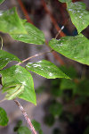 DSC_7149.JPG