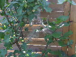 DSCF6244.resized.JPG