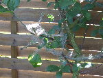 DSCF6245.resized.JPG