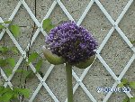 alium.JPG