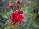IMGP0097.JPG