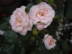 IMGP0099.JPG