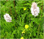 fleur1.jpg