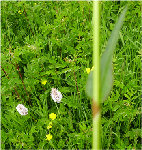 fleur2.jpg