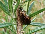 Chrysolina_americana.jpg