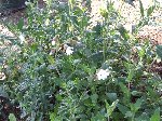 potager 043.JPG