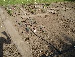 potager le 24 05 2009 008.jpg
