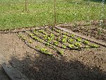 potager le 24 05 2009 023.jpg