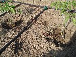 potager le 24 05 2009 010.jpg