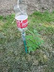 Encore un système d'arrosage des tomates.