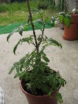 tomates 042.jpg