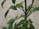 tomates 043.jpg