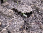 Les pois gourmands qui pointent leur nez ! Semés le 26 avril !!!
