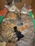 Vanille et Cachou et leurs 9 petits