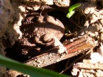Crapaud (2).JPG