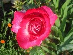 DSC05755.JPG