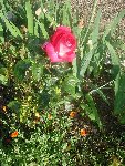 DSC05756.JPG