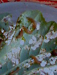 Image564.jpeg