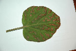 DSC_2881-2.jpg