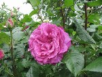 IMG_0936 (Small).JPG