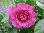 IMG_0938 (Small) (2).JPG