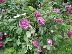 IMG_0939 (Small).JPG