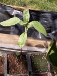 un tournesol, le seul en fait, les autres semés n'ont pas poussé !!! Je ne sais pas pourquoi ! Les graines étaient un peu vieilles peut-être !?!