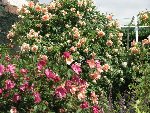 Crépuscule et Mutabilis Chinensis
