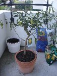 Citronnier