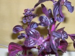 plante à identifier.JPG
