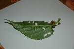 DSC_2983.JPG