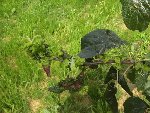 IMG_2562.JPG