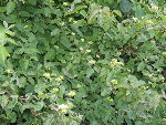 dscf6523.resized.jpg