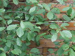 dscf6525.resized.jpg
