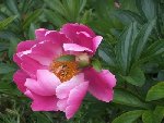 DSCF0625.JPG